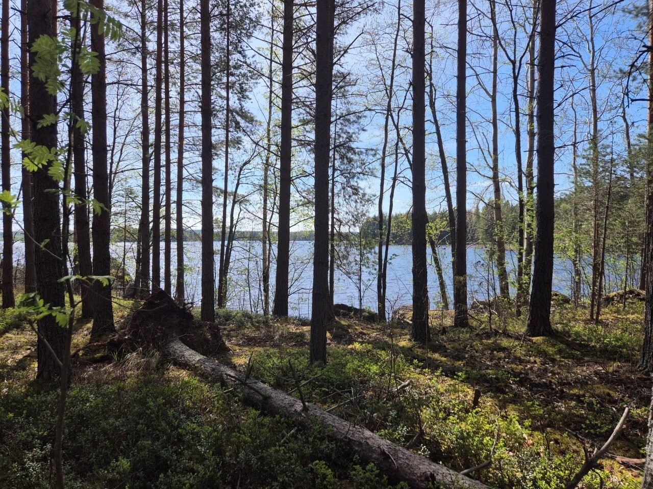 Rannalla kasvaa puita, yksi puu on kaatuneena maahan, aurinko paistaa järven suunnasta.