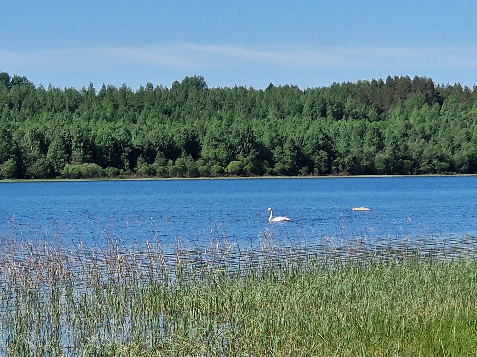 Järven rantakaislikkoa, järvessä ui 2 joutsenta.