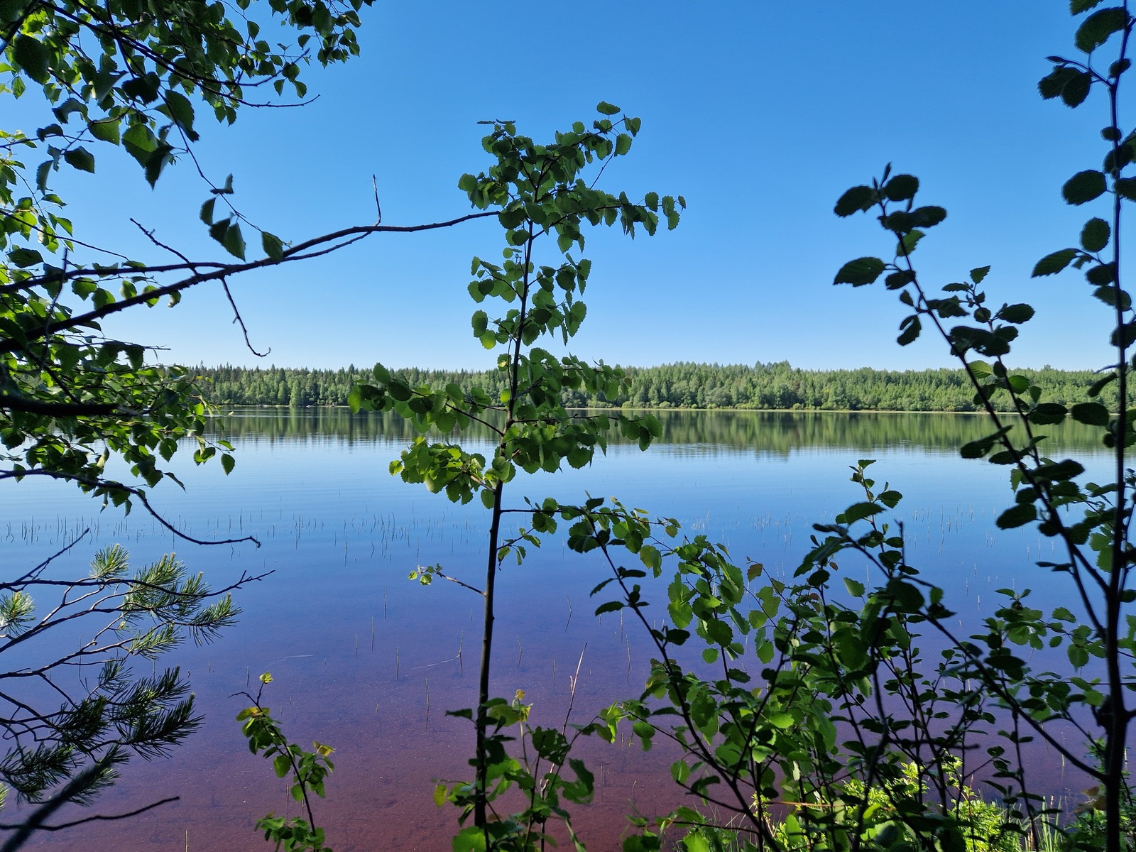 Kuvassa siintää järvi ja vastaranta.