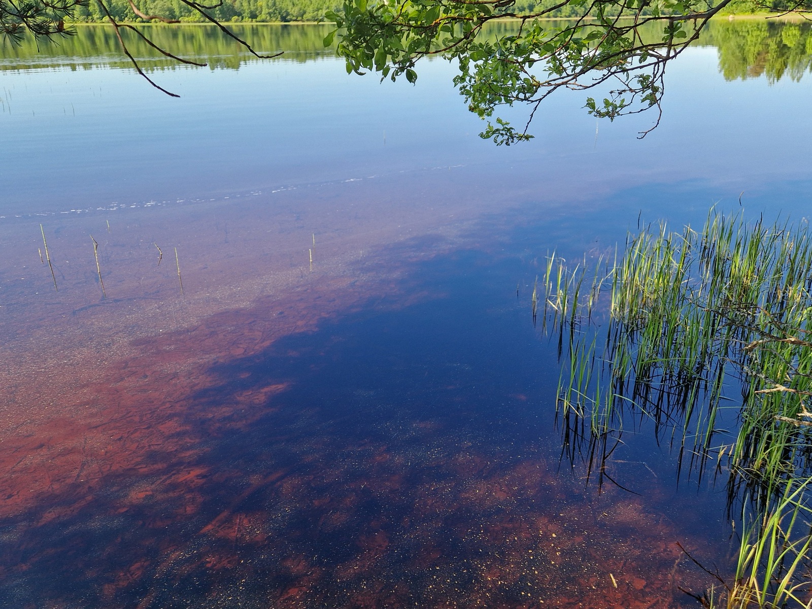 Järven rantaa, kaislikko ja kirkas vesi