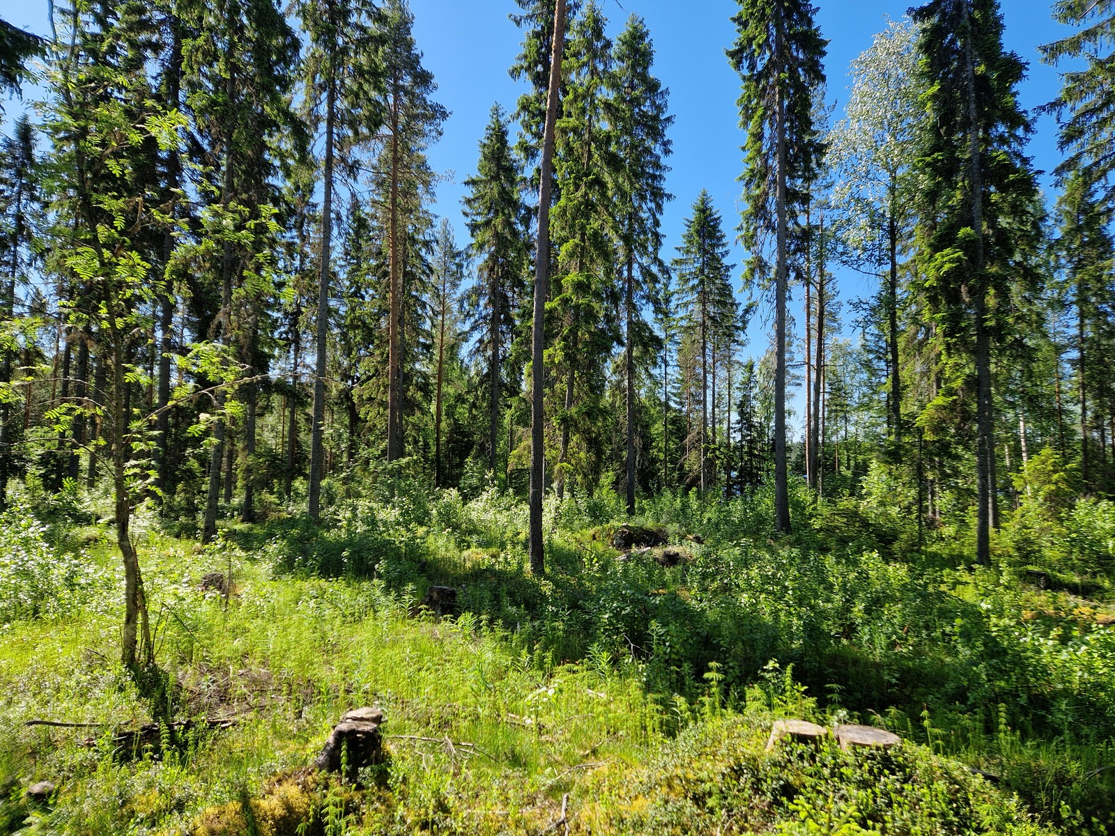Kuvassa näkyy mäntyä ja heinikkoa. Kuva otettu järveltä päin.