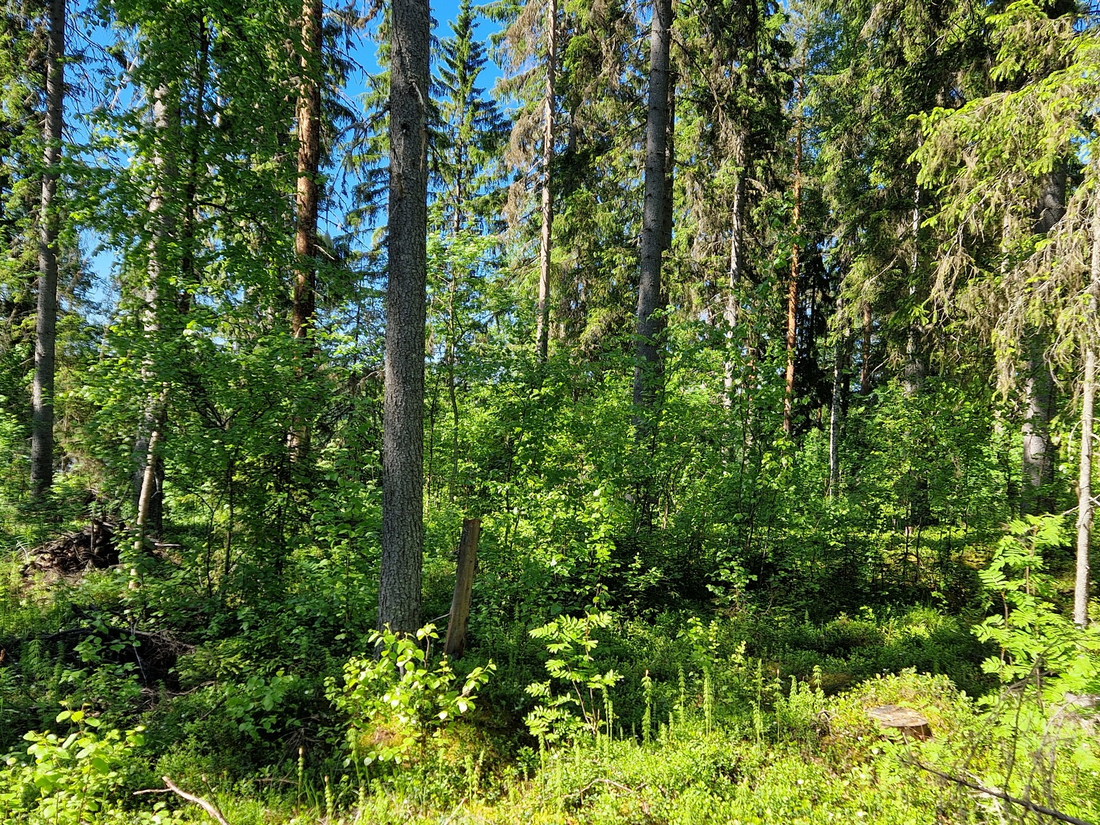 Kuvassa näkyy mäntyä ja pientä koivua.