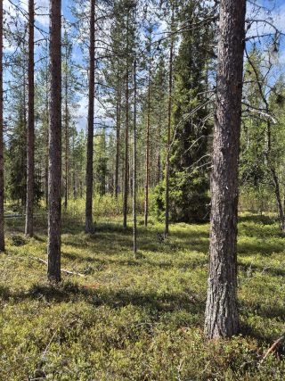 Kuvaa tontilat