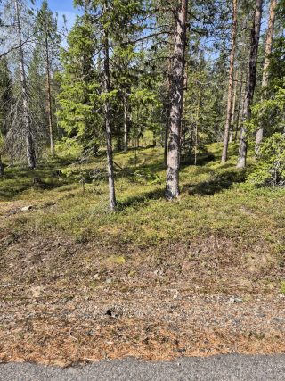 Tuomitieltä tontille