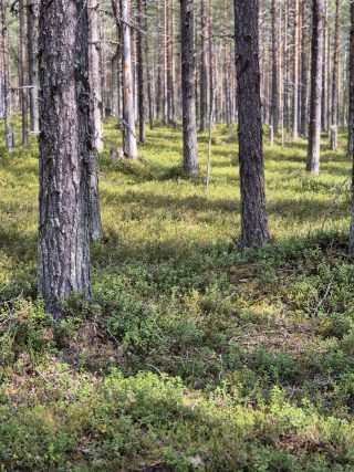 Tuomitieltä tontille
