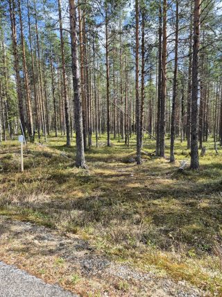 Tuomitieltä tontille