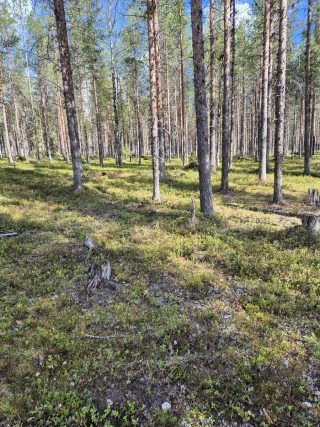 Tuomitieltä tontille