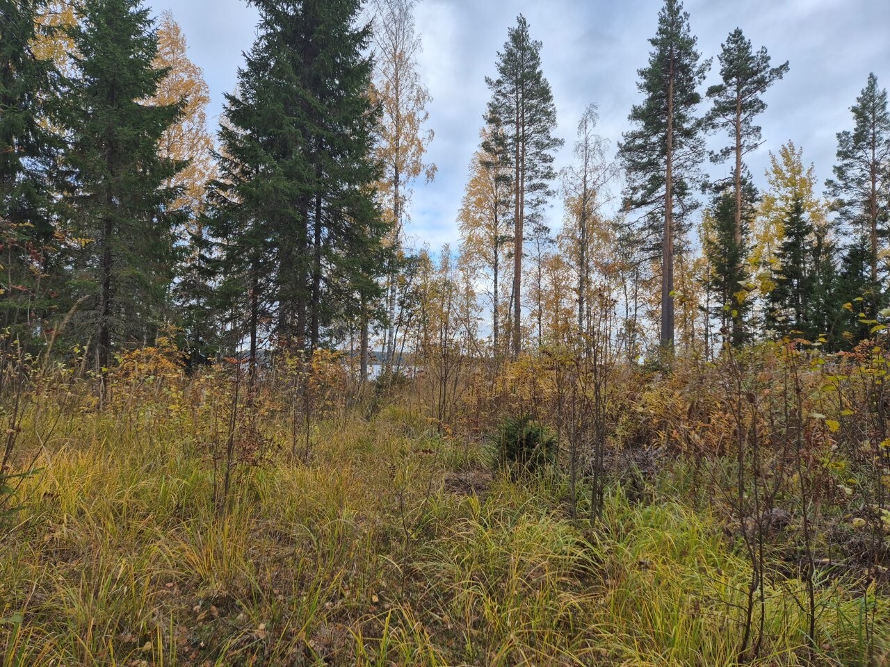 Joensuu, Korpijärvi Tontin maasto on tasainen, maassa kasvaa heinikkoa ja kauempana näkyy lehti- ja havupuita.