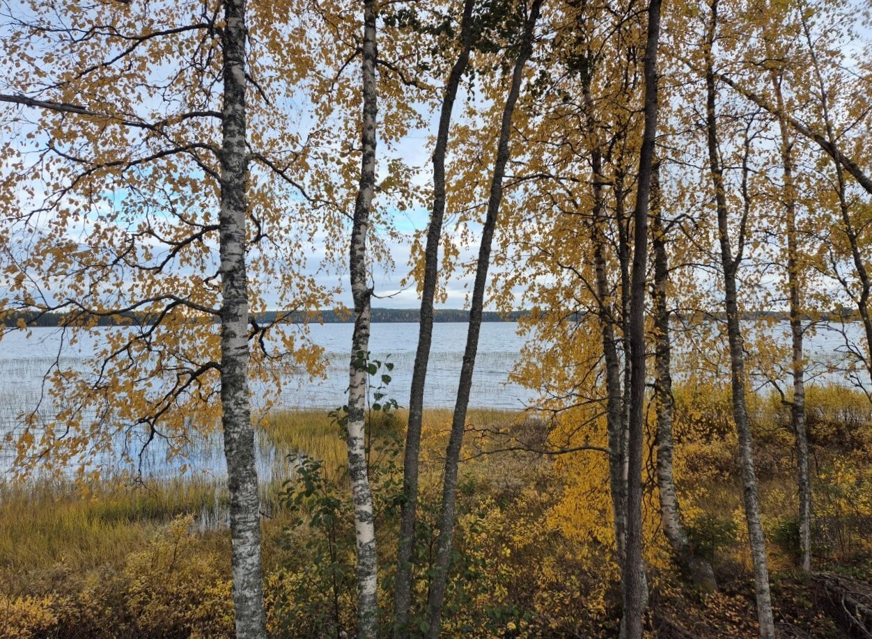 Joensuu, Korpijärvi Maisema mantereelta järvelle, koivuissa on keltaiset lehdet, järven ranta on ruovikkoinen.