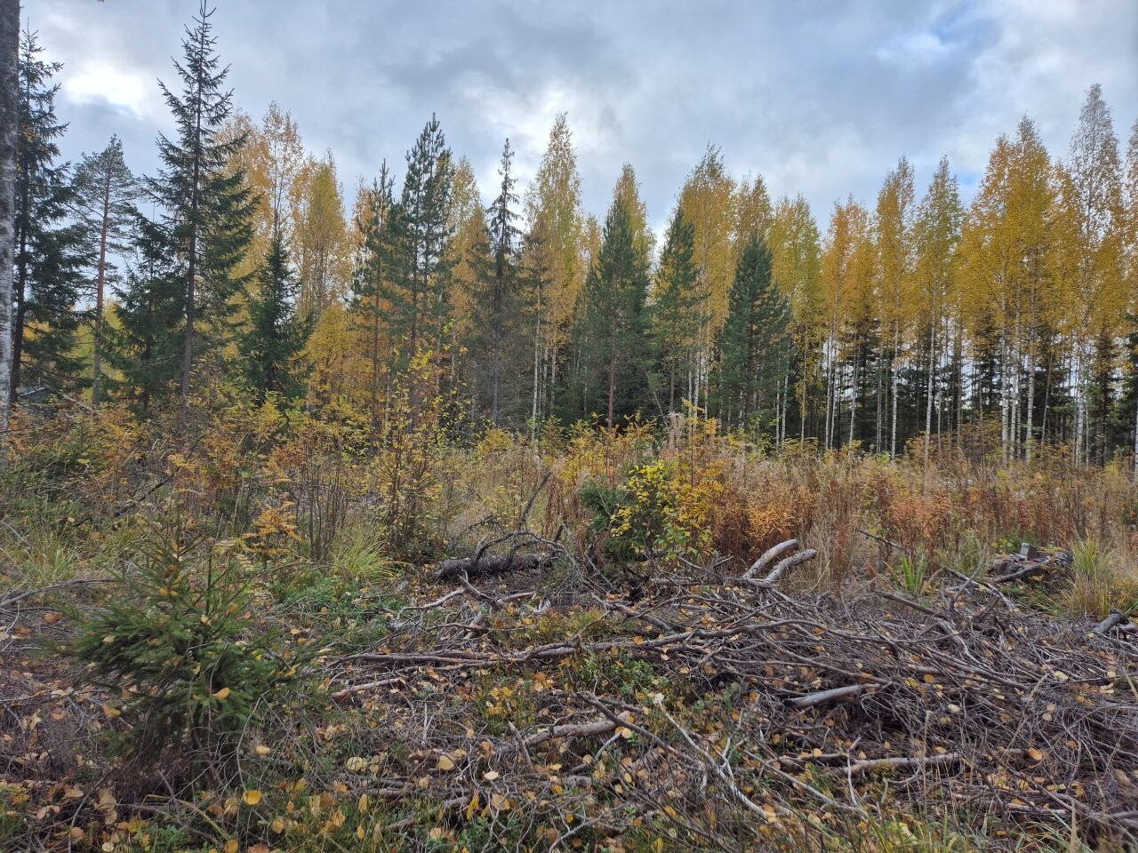 Joensuu, Korpijärvi Tontin maasto on tasainen, maassa on risuja ja oksia, kauempana näkyy lehti- ja havupuita.