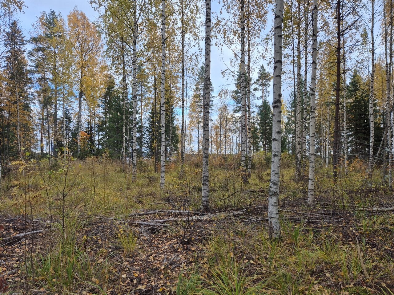 Joensuu, Korpijärvi Tasaisella tontilla kasvaa koivuja ja maassa on heinikkoa sekä pudonneita lehtiä.