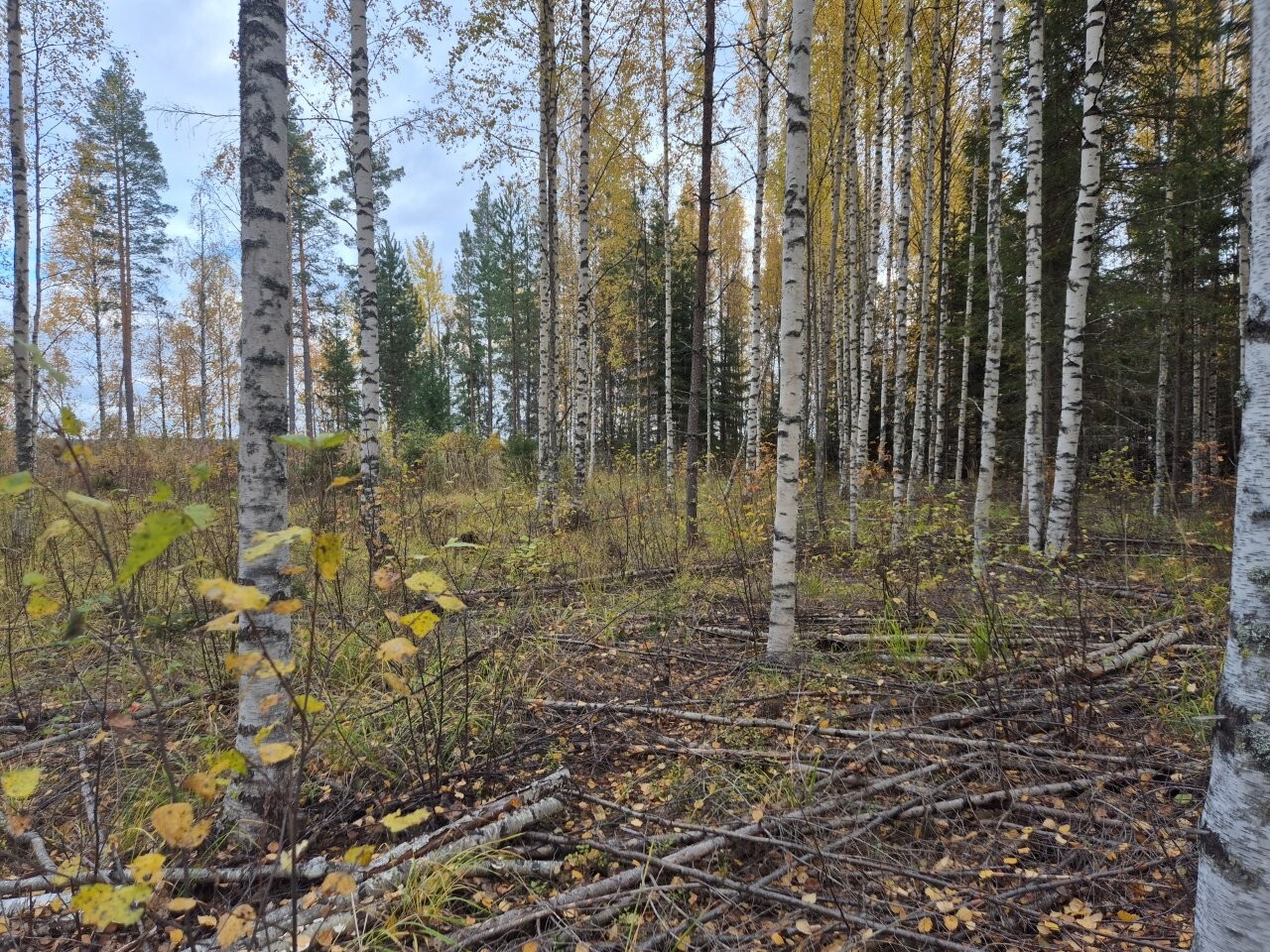 Joensuu, Korpijärvi Tasaisella tontilla kasvaa koivuja, maassa on heinikkoa sekä risuja ja oksia.