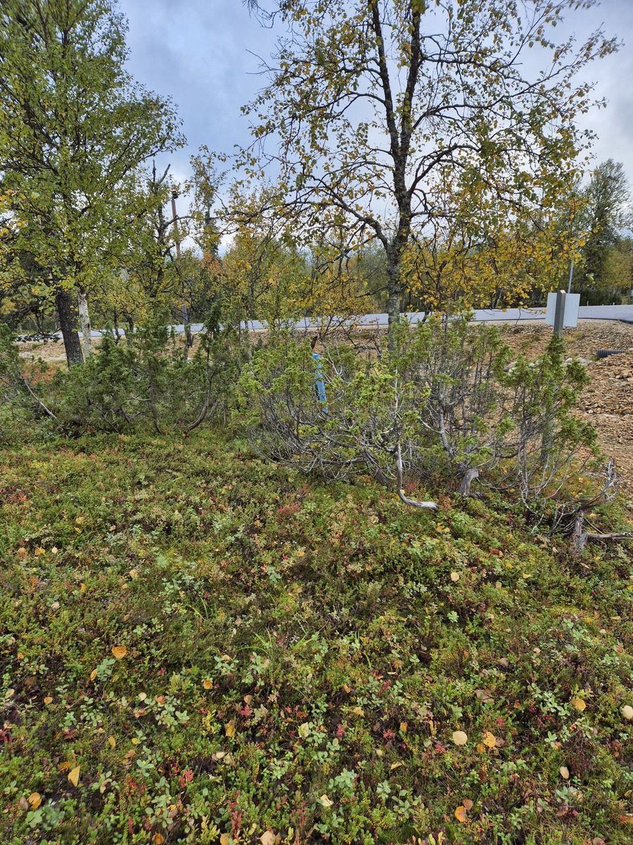 Tontilta Havutiellä