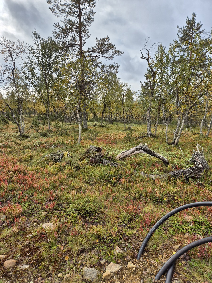 Kaavatieltä tontille