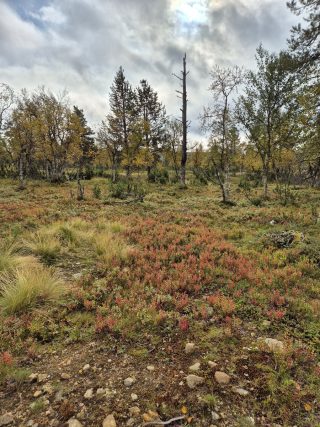 Kaavatieltä tontille