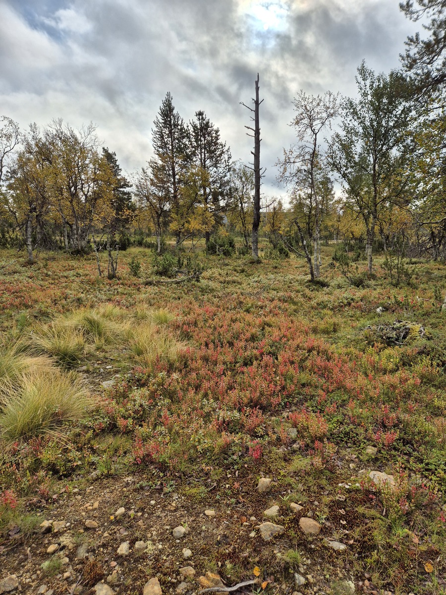 Kaavatieltä tontille