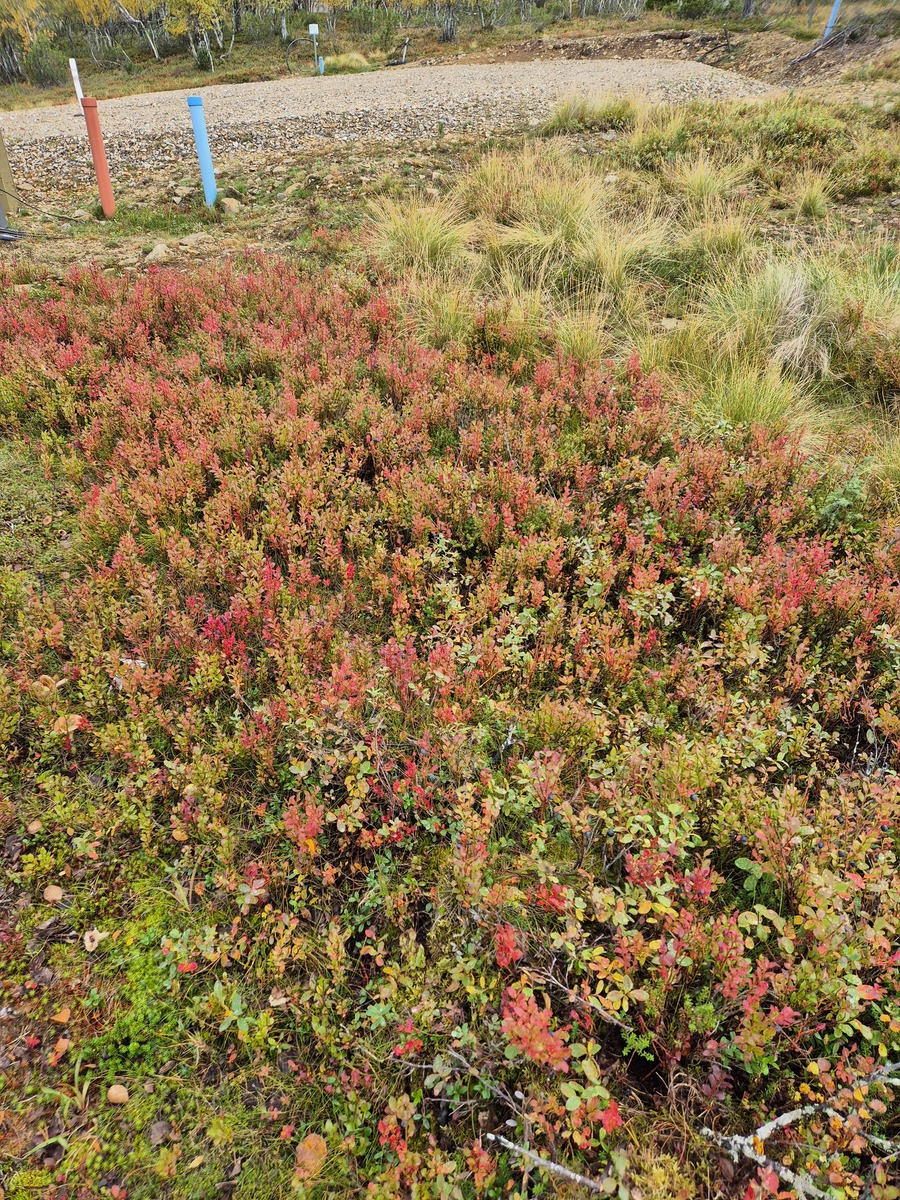 Tontilta kaavatielle