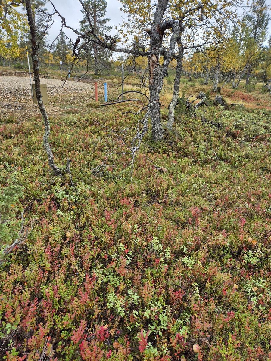 Tontilta kaavatielle