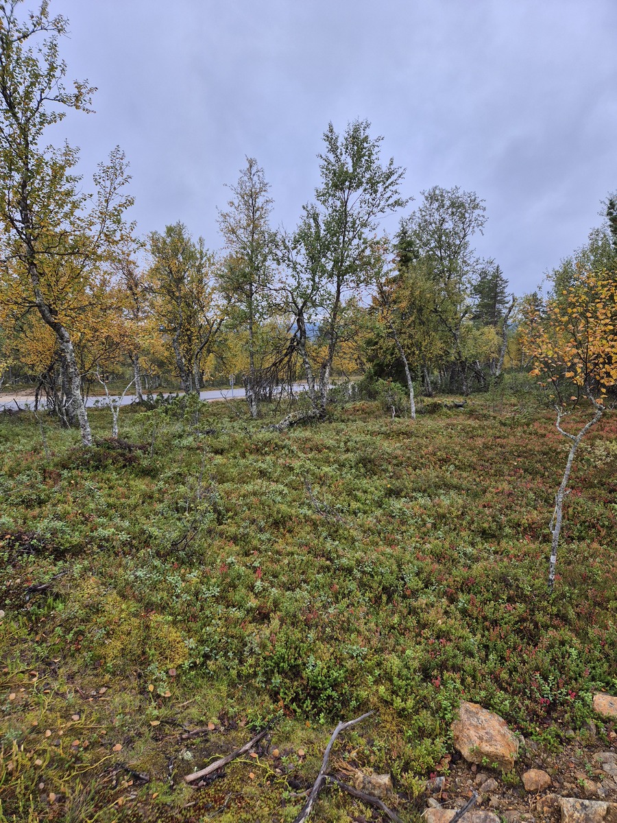 Kuvaa tontilta Havutielle