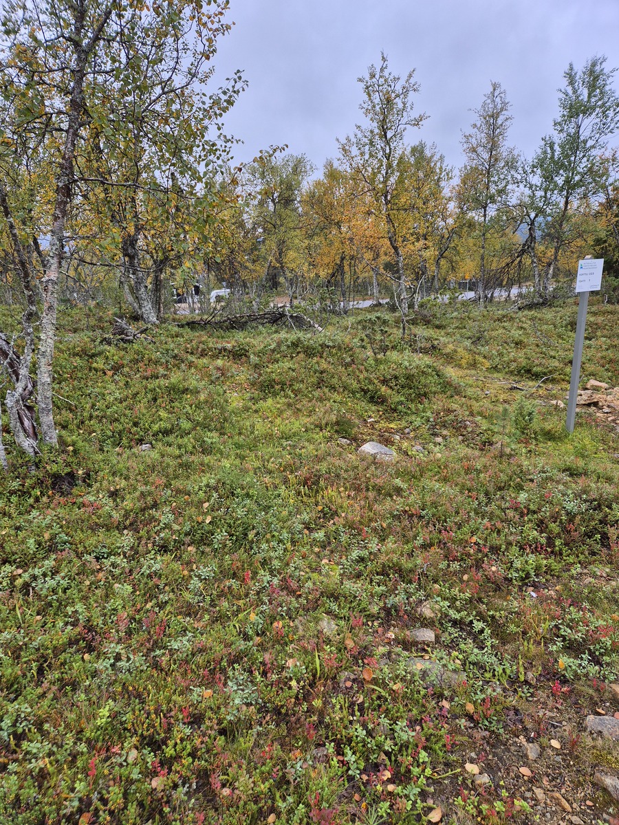 Kuvaa kaavatieltä tontille