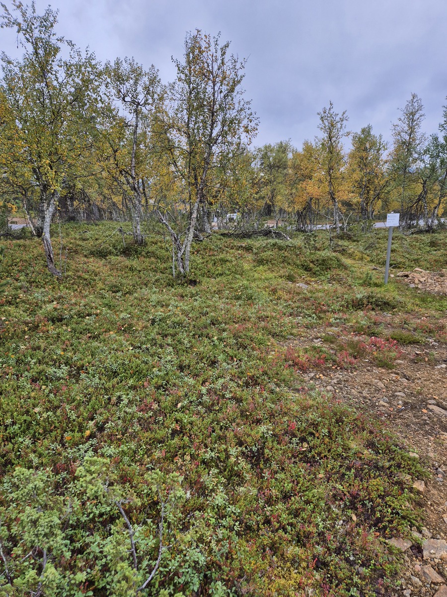 Kuvaa kaavatieltä tontille