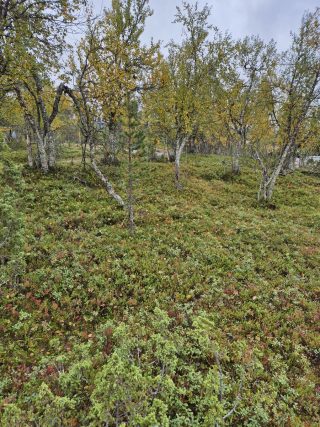 Kuvaa kaavatieltä tontille