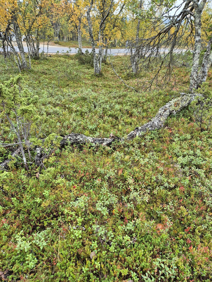 Kuvaa tontilta Havutielle