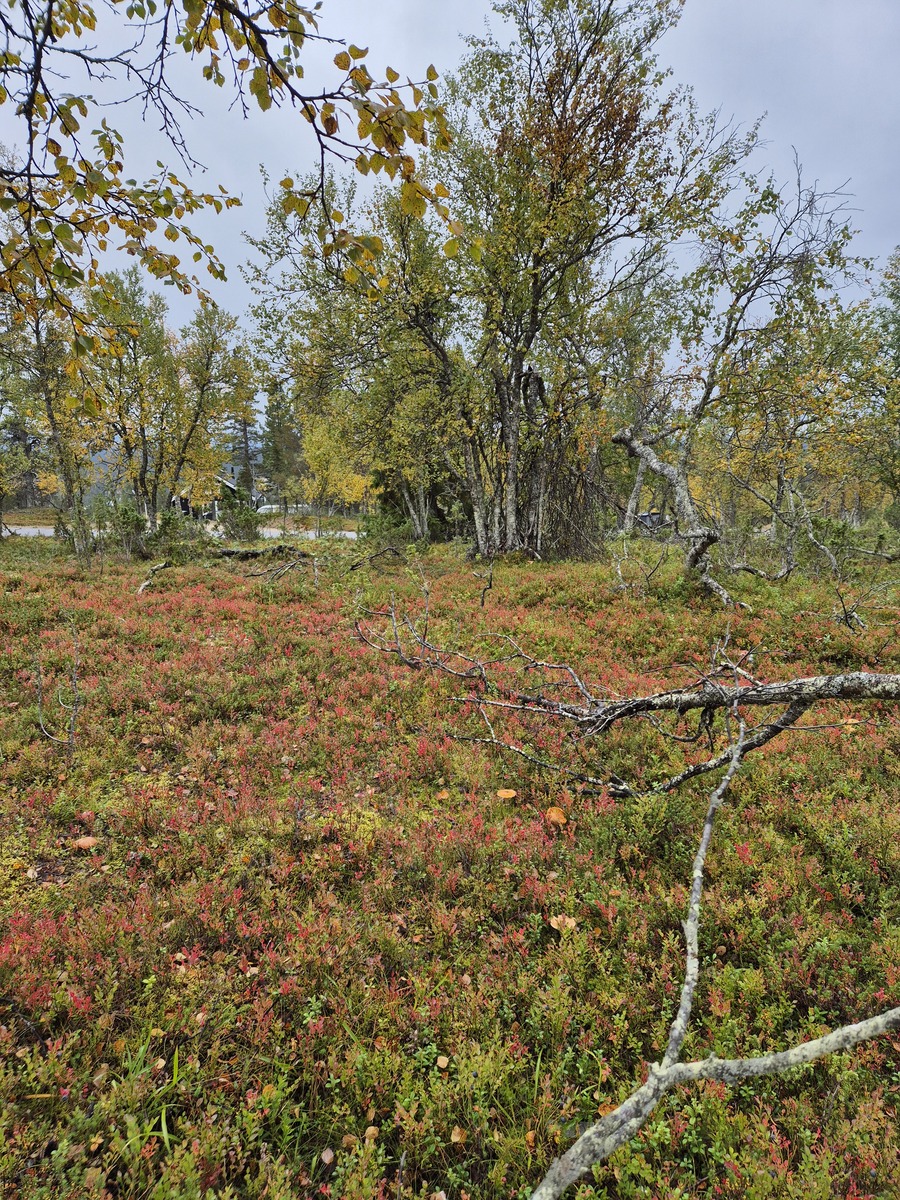 Tontilta kaavatielle