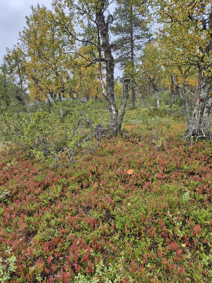 Kuva kaavatieltä tontille