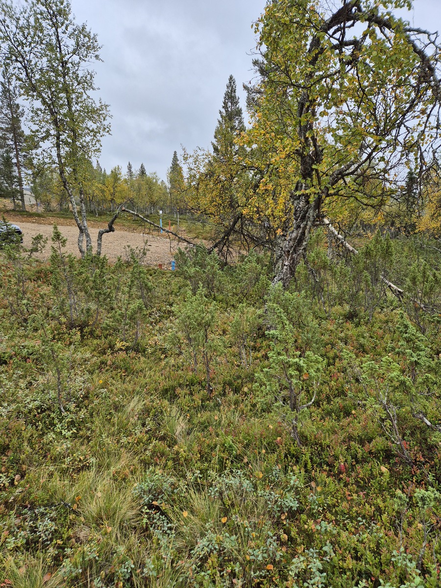 Kuva tontilta kavatielle