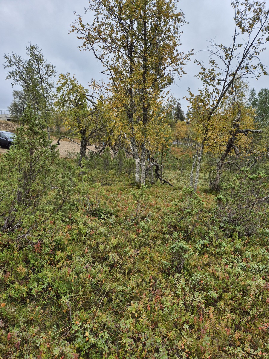 Kuva tontilta kaavatielle