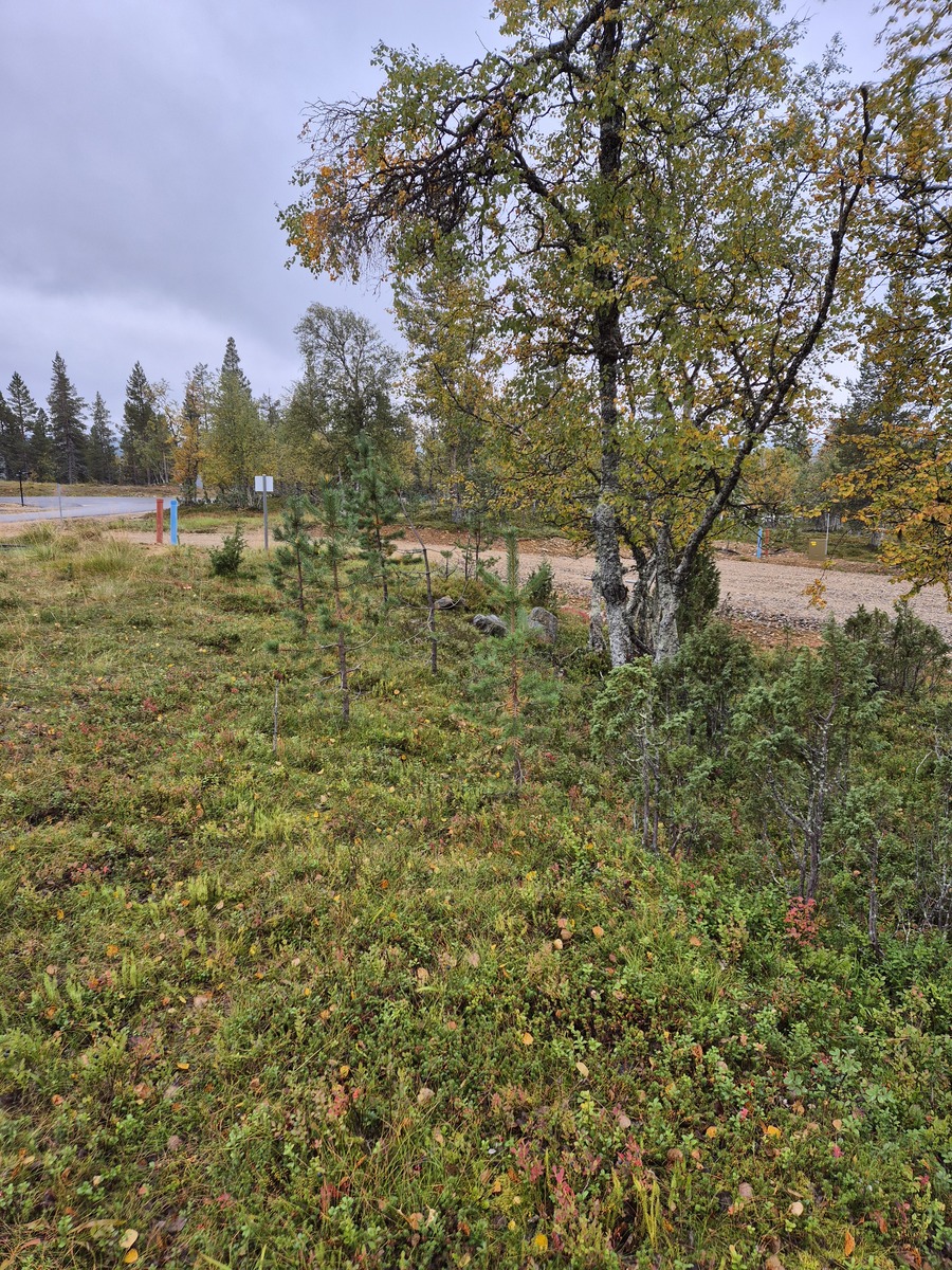 Tontilta kaavatielle