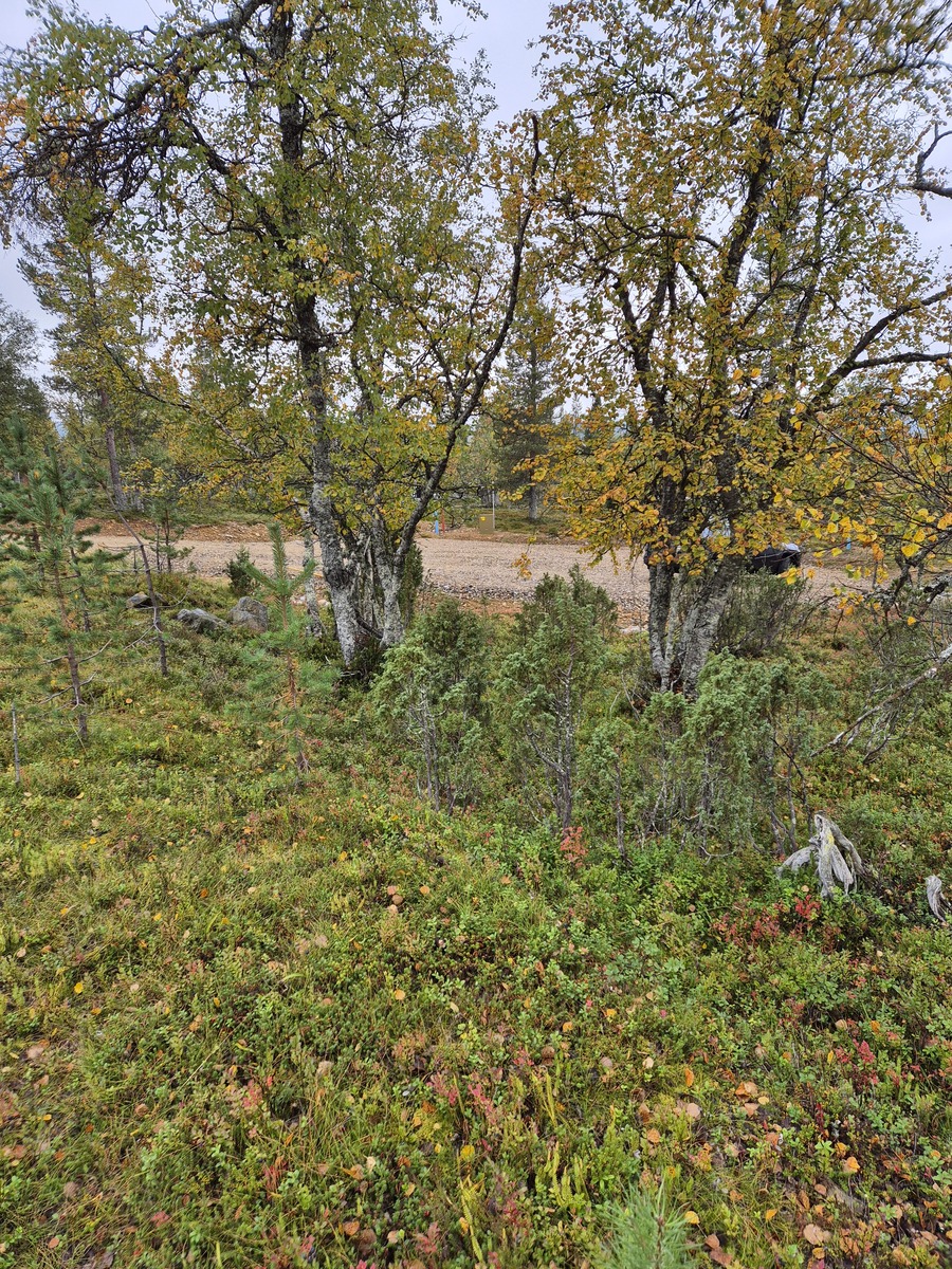 Tontilta kaavatielle