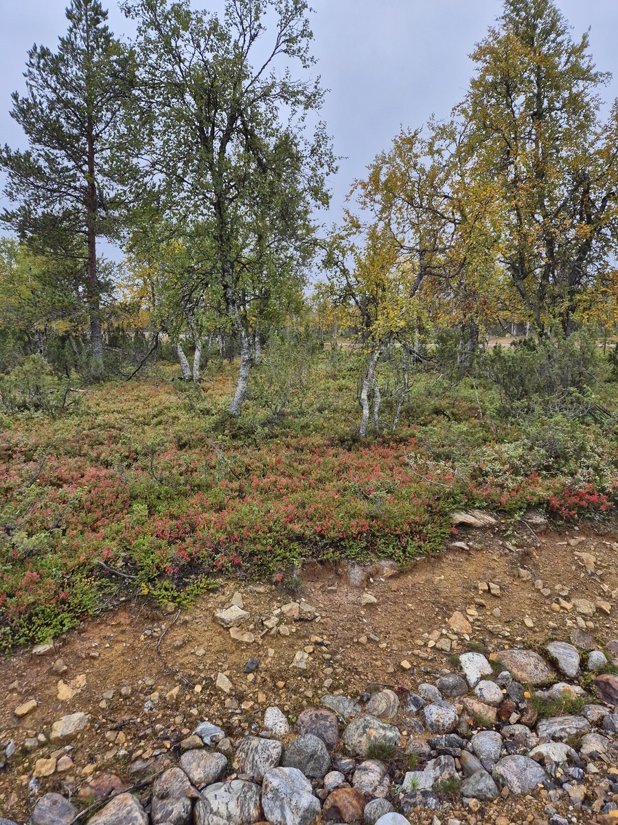 Kaavatieltä tontille