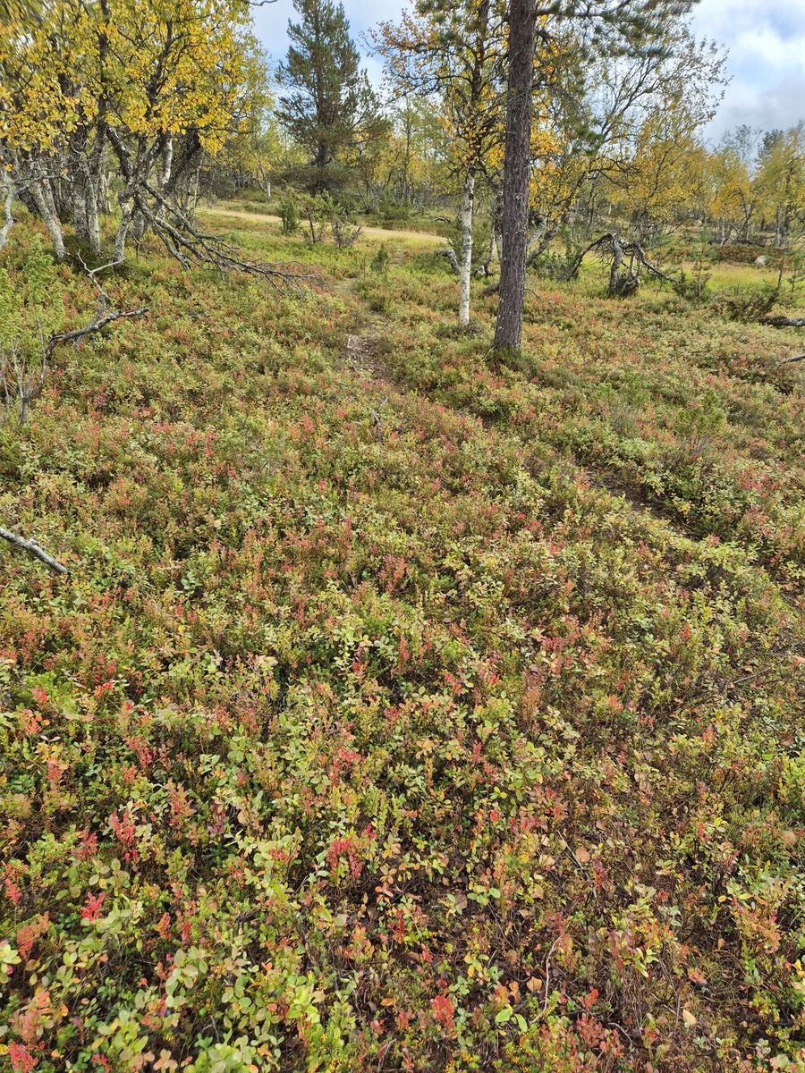 Tontilta kaavatielle