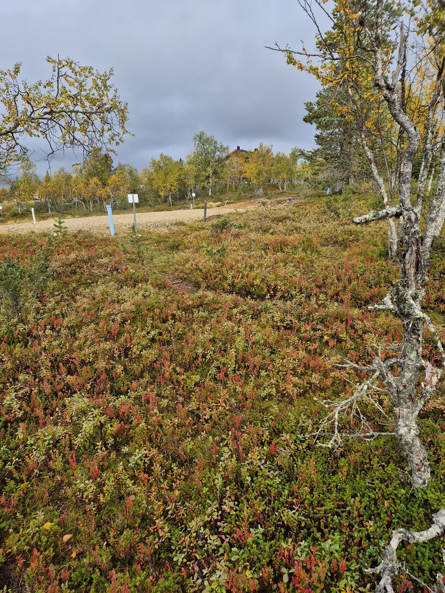 Tontilta kaavatielle