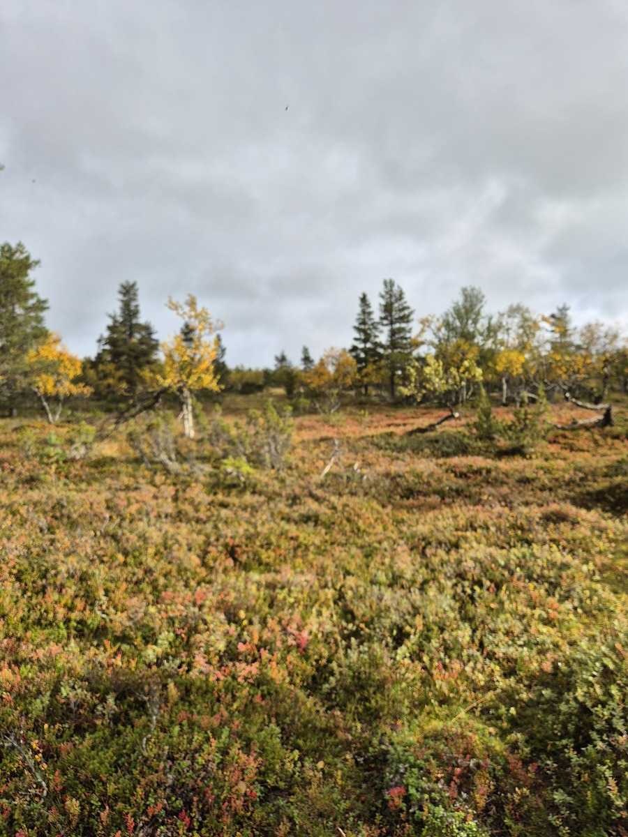 Kaavatieltä tontille
