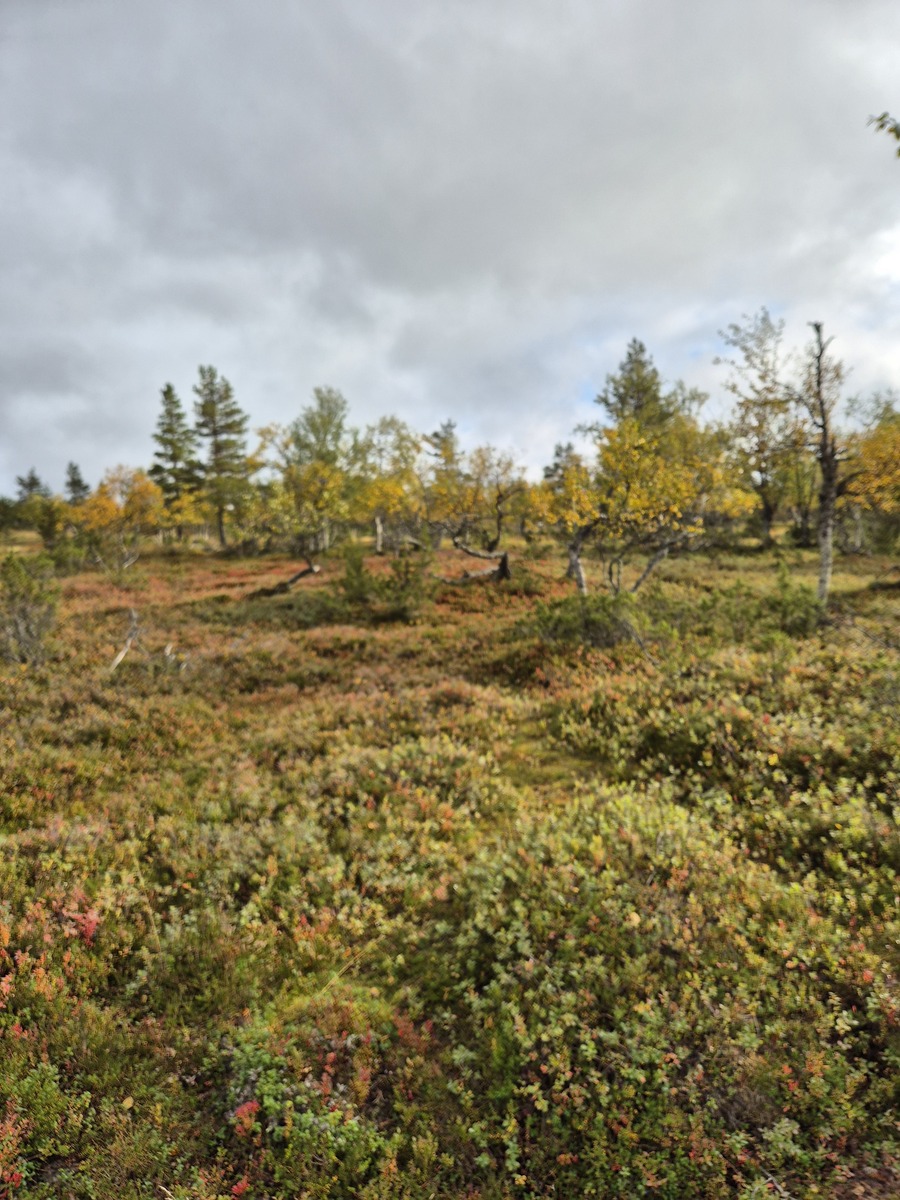 Kaavatieltä tontille
