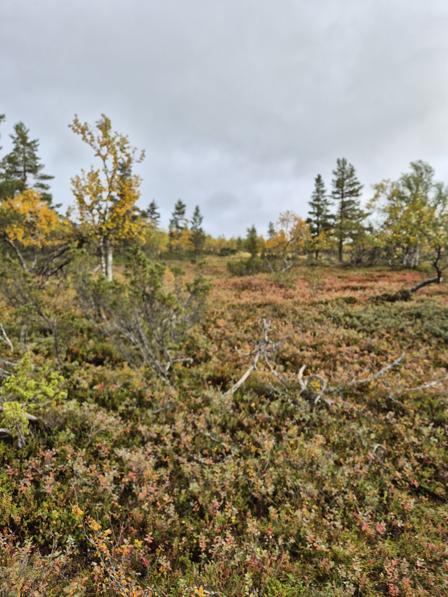 Kaavatieltä tontille
