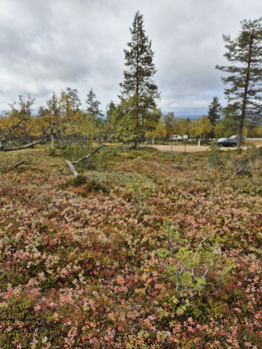 Tontin takaa kaavatielle