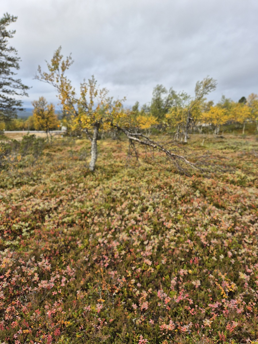 Tontilta kaavatielle