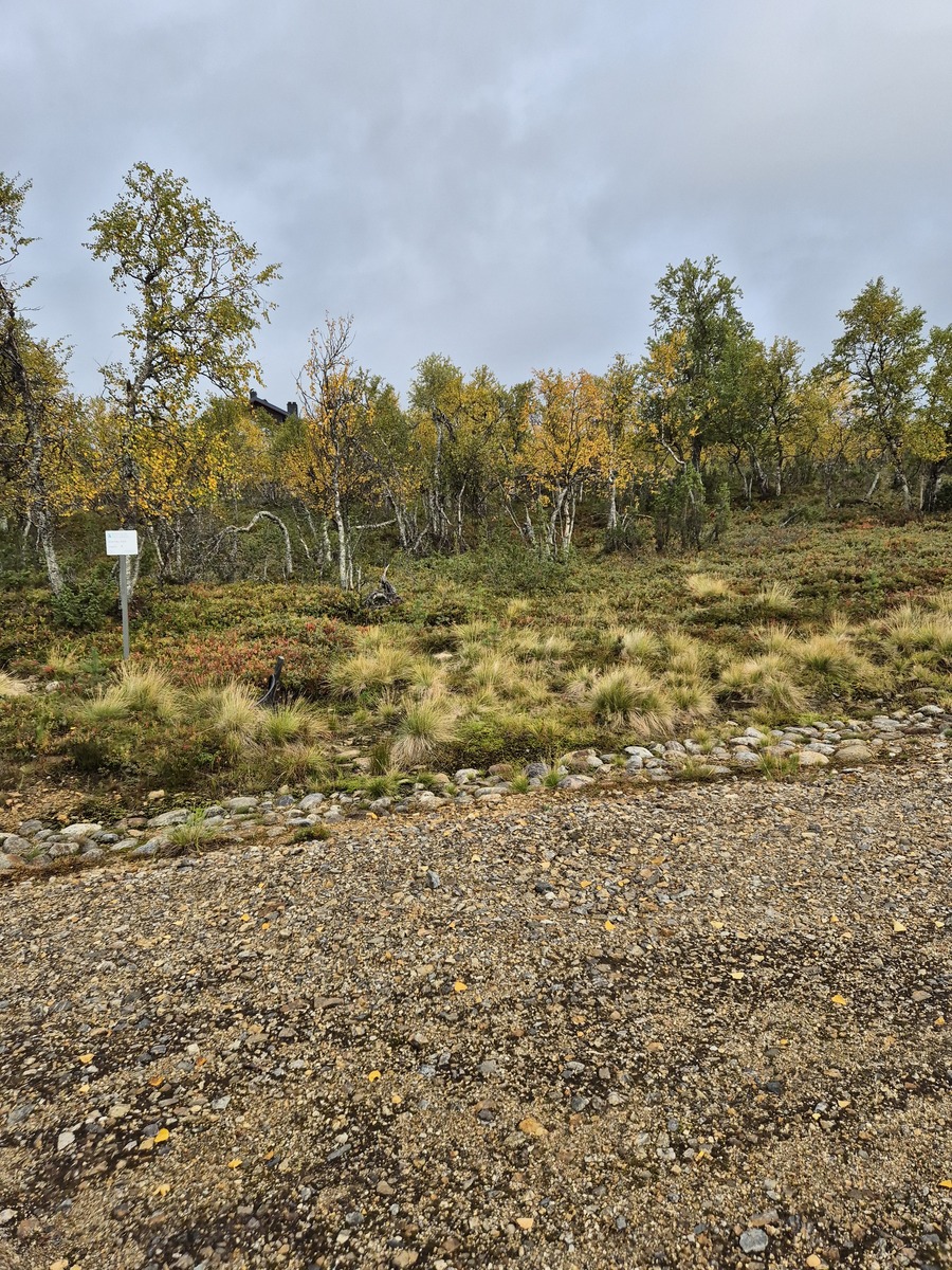 Kaavatieltä tontille