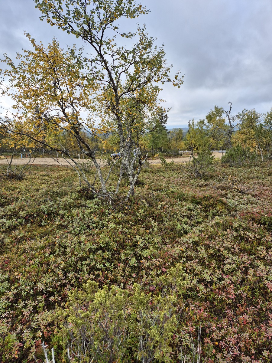 Tontilta kaavatielle