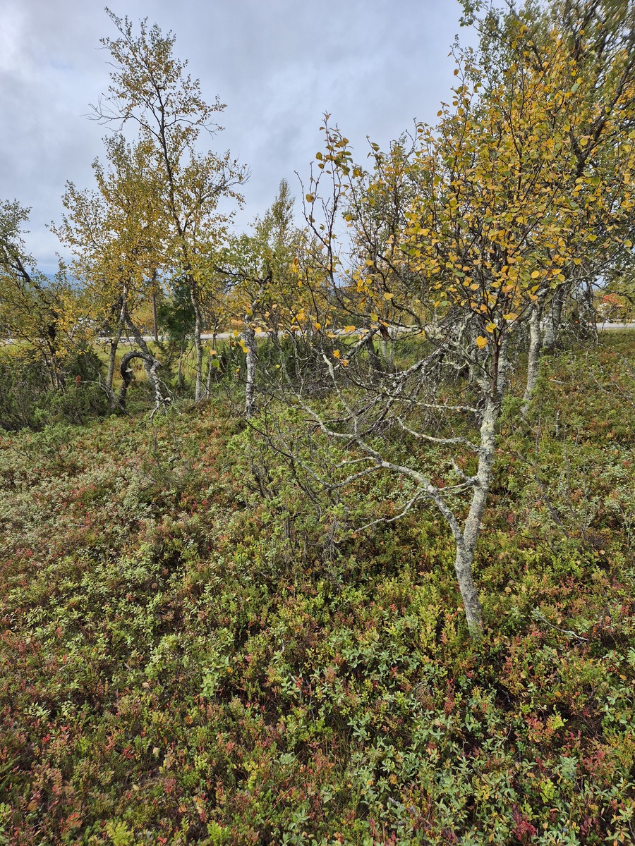 Tontilta kaavatielle