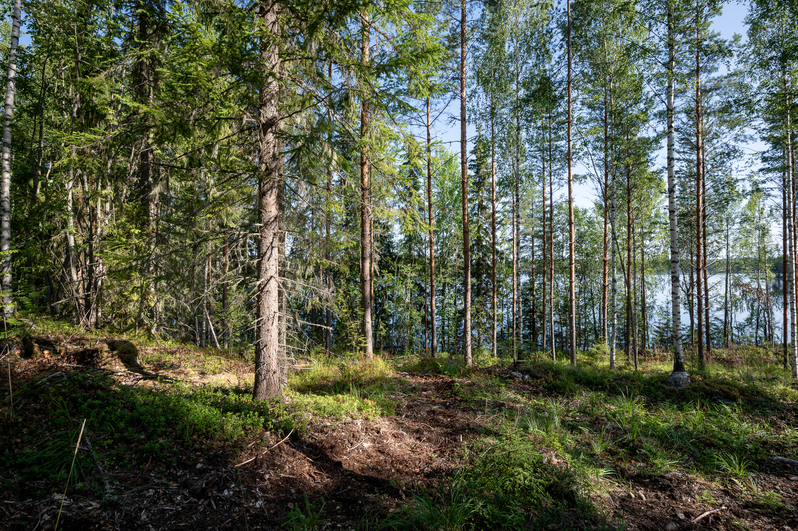 Auringossa kylpevää sekametsää, puiden takaa pilkistää järvi.