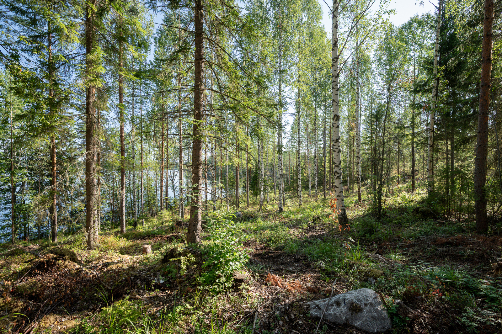 Auringossa kylpevää sekametsää.