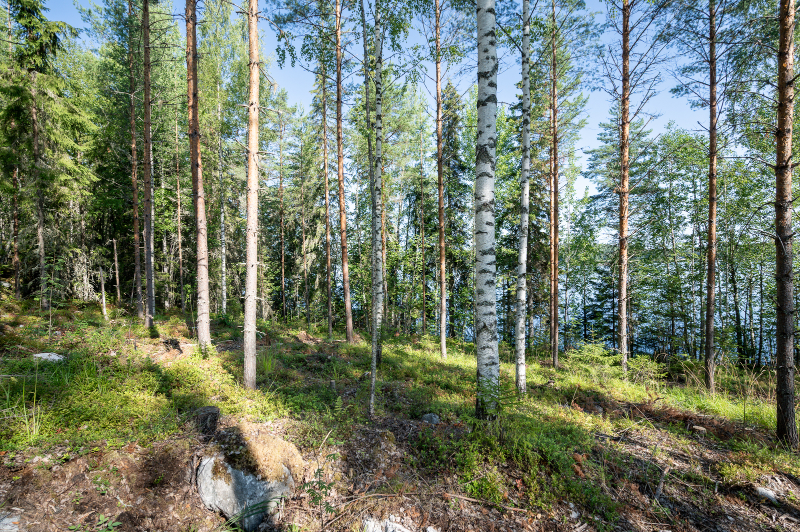 Auringossa kylpevää sekametsää, puiden takaa pilkistää järvi.
