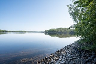 Tyyni järvi jonka ranta on kivinen, lehtipuun oksat työntyvät maisemaan rannalta.