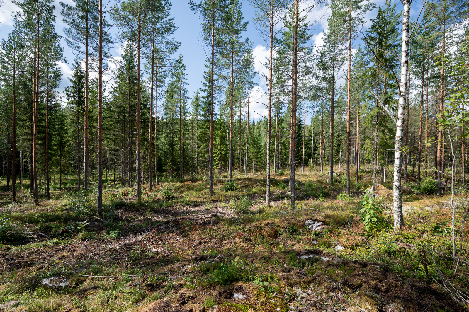 Hyvin harvennettua, auringossa kylpevää sekametsää.