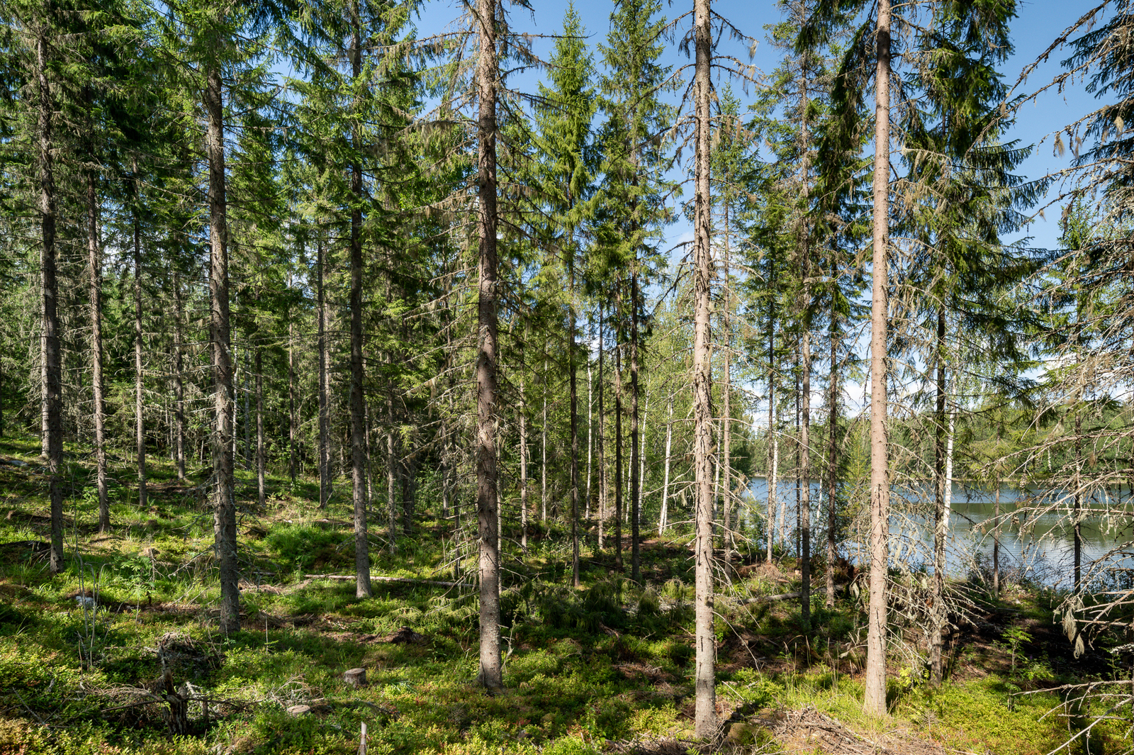 Hyvin harvennettua kuusimetsää, puiden takaa pilkistää järvi.